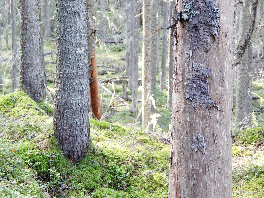 Tuoreessa kangasmetsässä kasvaa järeitä kuusia ja mäntyjä.