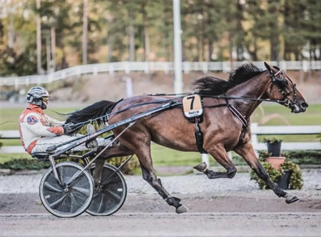 Parkanolaisessa osaomistuksessa oleva Like Di Serafino on voittanut 21 kilpailustaan yhden. Nyt Forssassa tuli kolmas kakkostila.
