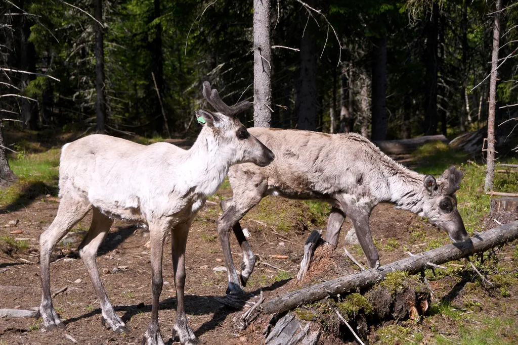Seitsemisessä luontoon pääsi 21 metsäpeuraa ja Lauhanvuoressa 18. Nämä Seitsemisen tarhalla alkukesästä kuvatut nuoret peurat ovat syntyneet suomalaisissa eläintarhoissa.